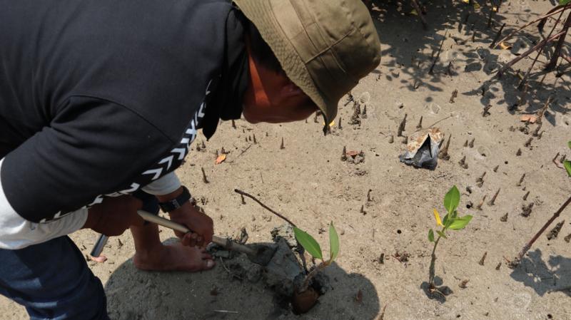 Melawan Abrasi, Menanam Ekonomi: Slaman Suburkan Hutan Mangrove di Pesisir Pamekasan Madura.