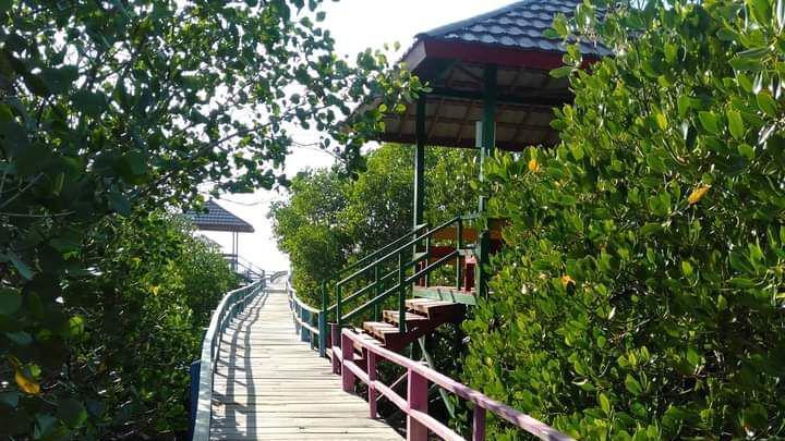 Melawan Abrasi, Menanam Ekonomi: Slaman Suburkan Hutan Mangrove di Pesisir Pamekasan Madura.