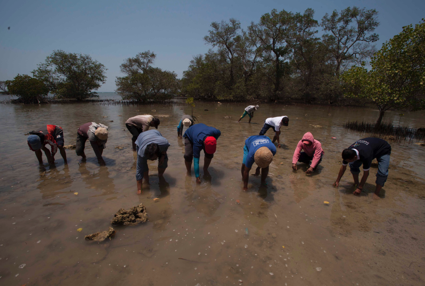 Melawan Abrasi, Menanam Ekonomi: Slaman Suburkan Hutan Mangrove di Pesisir Pamekasan Madura.