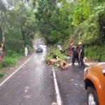 Pohon tumbang karena hujan deras