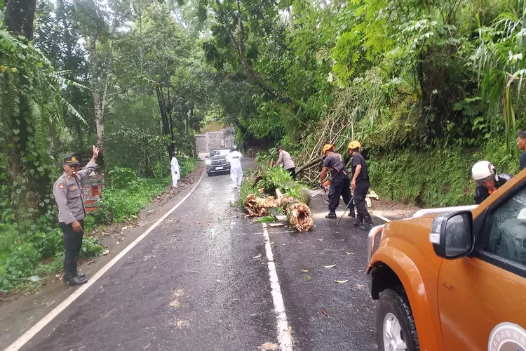 Pohon tumbang karena hujan deras